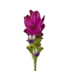 Curcuma - Curtina